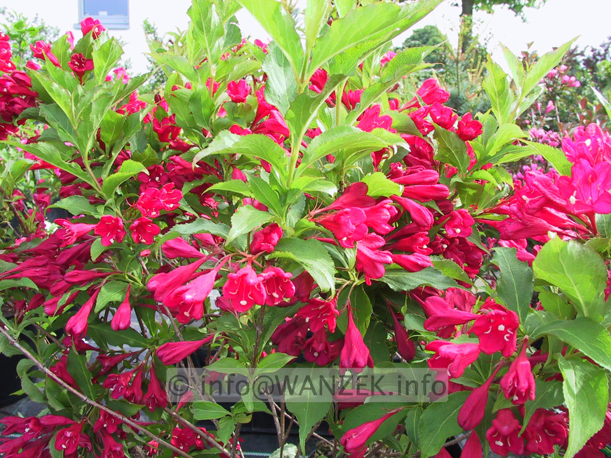 Weigela Bristol Ruby.JPG